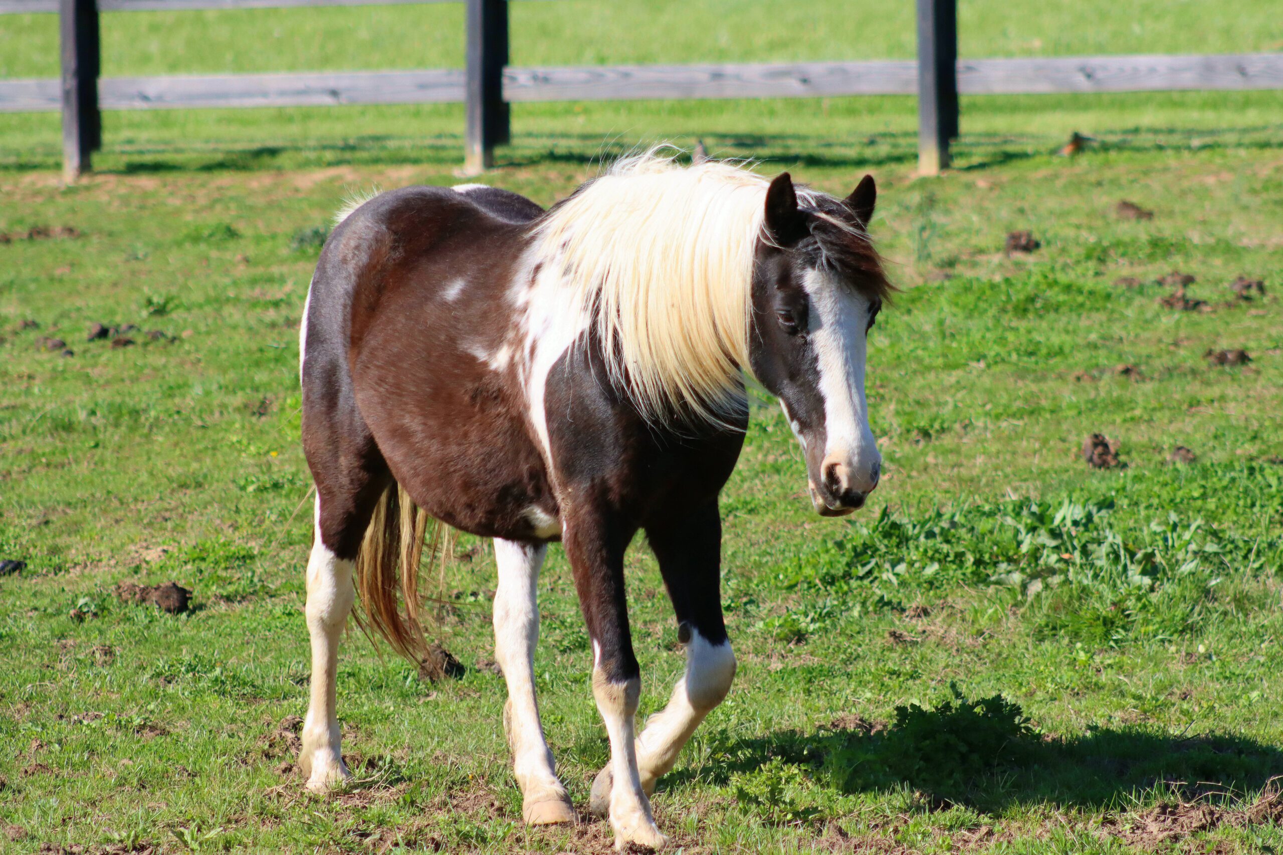 best breeds for first time horse owners 1886169 hero 8d73f469ff0d4a17bc4a06889ae75f81