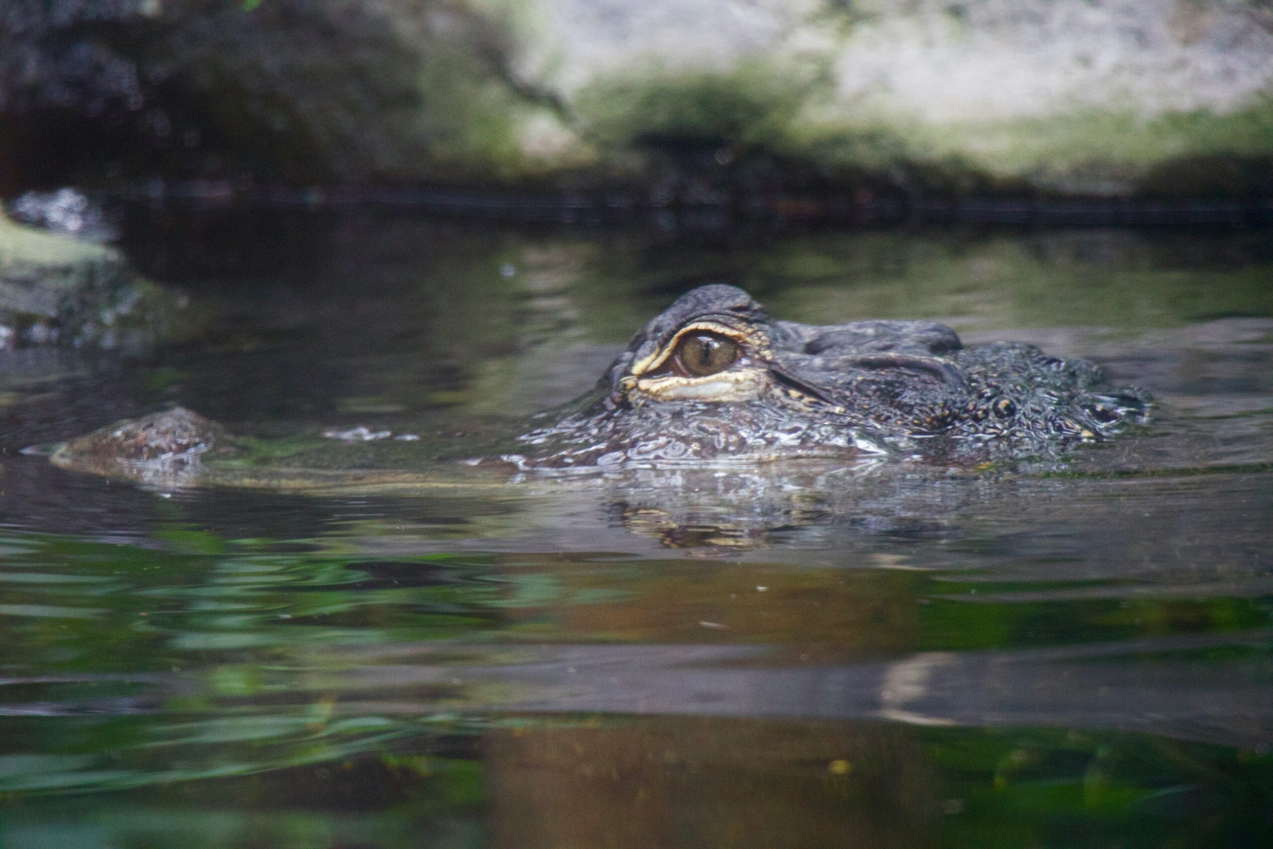 jacqueline flock 0ku4kdbrk1a unsplash