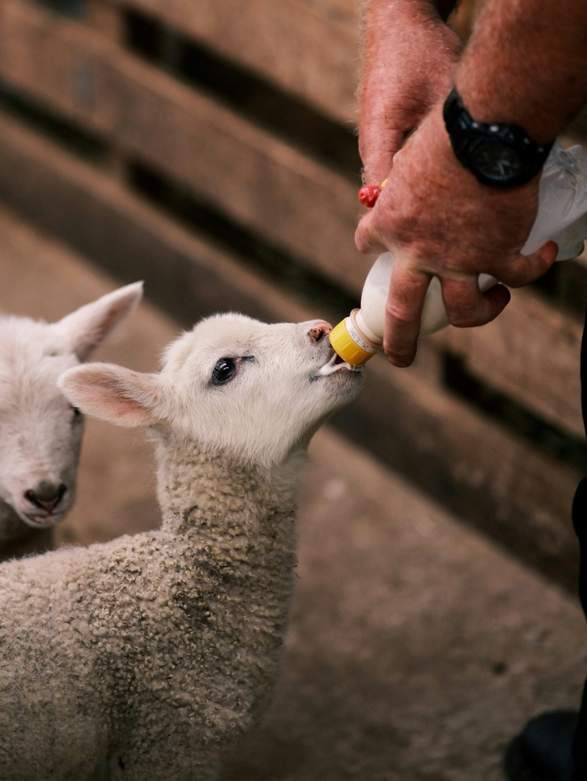 yunan wang ezmjlgcdaum unsplash